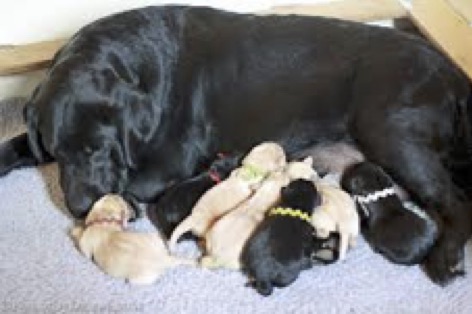 labrador of black and yellow