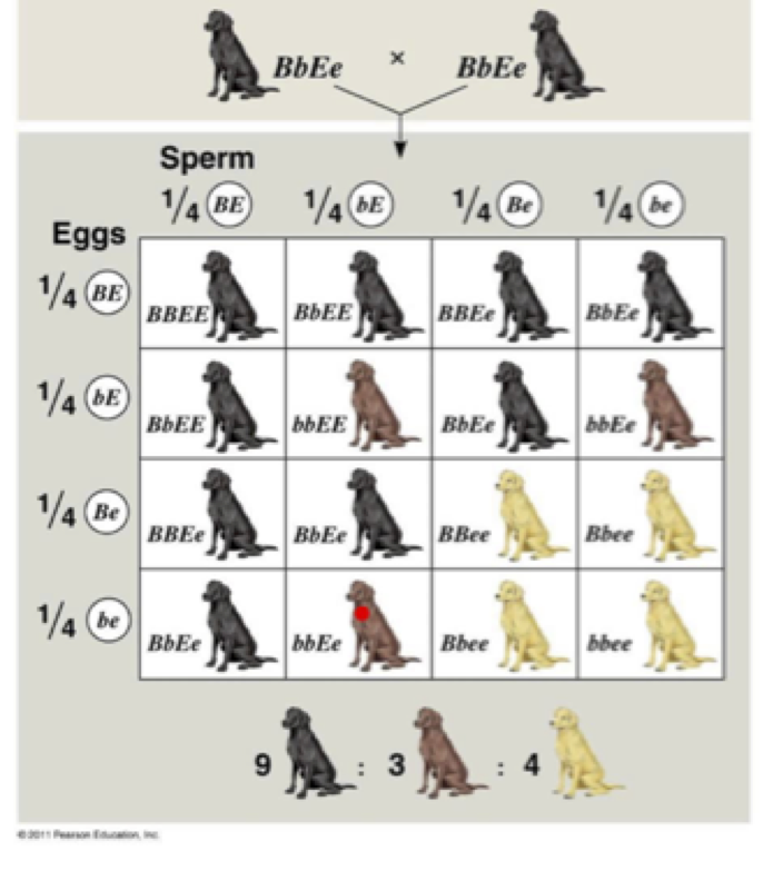 what determines a dog coat color