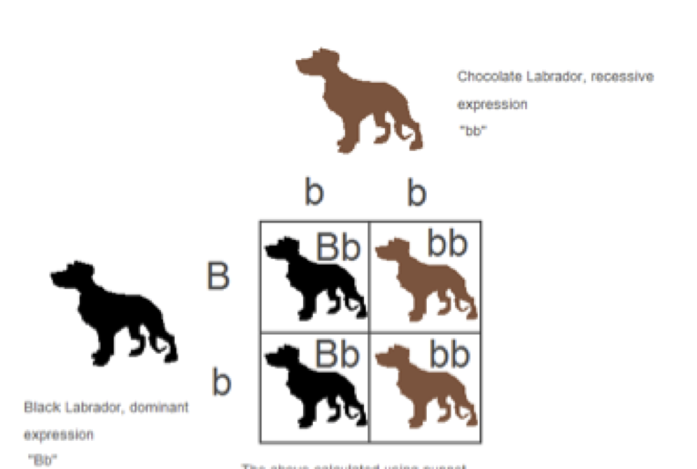 what is the recessive color for dogs